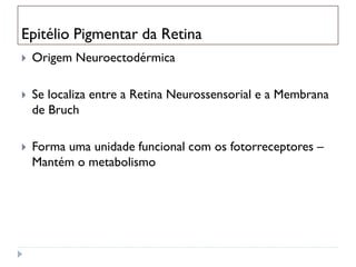 Epitélio Pigmentar da Retina
   Origem Neuroectodérmica

   Se localiza entre a Retina Neurossensorial e a Membrana
    de Bruch

   Forma uma unidade funcional com os fotorreceptores –
    Mantém o metabolismo
 