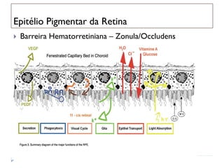 Epitélio Pigmentar da Retina
   Barreira Hematorretiniana – Zonula/Occludens
   Absorção da luz
   Transporte de nutrientes
   Fagocitose
   Função secretora
   Cicatrização
 