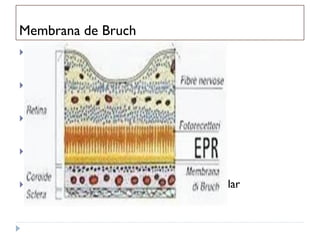 Membrana de Bruch
   Membrana basal do EPR

   Camada espessa do colágeno

   Camada de fibras elásticas

   Camada fina de colágeno

   Membrana basal do endotélio da coriocapilar
 