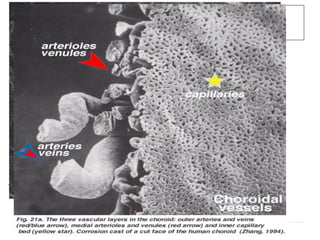 Nutrição da retina
 