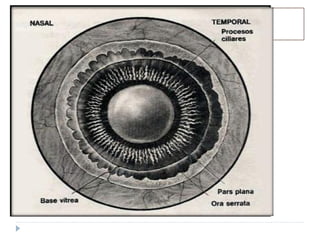 CORPO VÍTREO
   Membrana hialóide
    anterior
   Membrana hialóide
    posterior
   Canal de cloquet
 