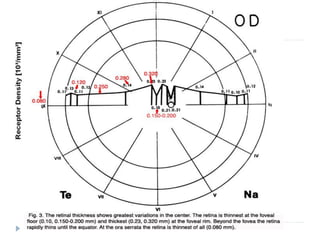 Camada de Fotorreceptores
   Contém os segmentos externos dos fotorreceptores

   Estes repousam sobre o EPR e mantém com este uma
    íntima relação anatômica e metabólica
 