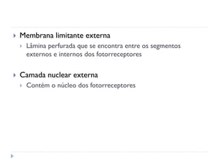   Membrana limitante externa
       Lâmina perfurada que se encontra entre os segmentos
        externos e internos dos fotorreceptores


   Camada nuclear externa
       Contém o núcleo dos fotorreceptores
 