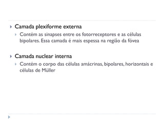    Camada plexiforme externa
       Contém as sinapses entre os fotorreceptores e as células
        bipolares. Essa camada é mais espessa na região da fóvea


   Camada nuclear interna
       Contém o corpo das células amácrinas, bipolares, horizontais e
        células de Müller
 