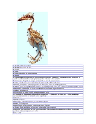 1. Mandíbula inferior do bico
2. Mandíbula superior do bico
3. Narina
4. Órbita
5. Crânio resultante de ossos soldados
6. Ouvido
7. Coluna vertebral constituída por pequenos ossos chamados "vértebras"; pode flectir-se nos sítios onde as
vértebras estão afastadas mas é rígida nos pontos onde elas estão soldadas
8. Úmero, osso alongado da asa que corresponde ao osso do braço humano
9. Rádio, osso da asa que corresponde a um dos ossos do antebraço humano
10. Cúbito, osso da asa que corresponde a um dos outros ossos do antebraço humano
11. Pélvis, que é um suporte para as pernas e um prolongamento ósseo para a inserção dos músculos das pernas
12. Pigóstilo, extremidade da coluna vertebral onde se inserem as penas da cauda
13. Fêmur, osso da coxa
14. Articulação do joelho (oculta pelas penas na ave viva)
15. Tornozelo ou falso joelho (embora possa parecer que é o joelho que se dobra para a frente, esta parte
corresponde realmente ao tornozelo e não ao joelho)
16. Metatarso
17. Dedo posterior
18. Garra (na ave viva recoberta por uma bainha córnea)
19. Tíbia, osso da perna
20. Metacarpo, correspondente aos ossos do pulso humano
21. Quilha, onde se inserem os músculos das asas das aves voadoras
22. Fúrcula, osso resultante de duas clavículas unidas que ajuda a manter a articulação da asa em posição
quando os músculos a puxam para baixo
23. Caracóide
 