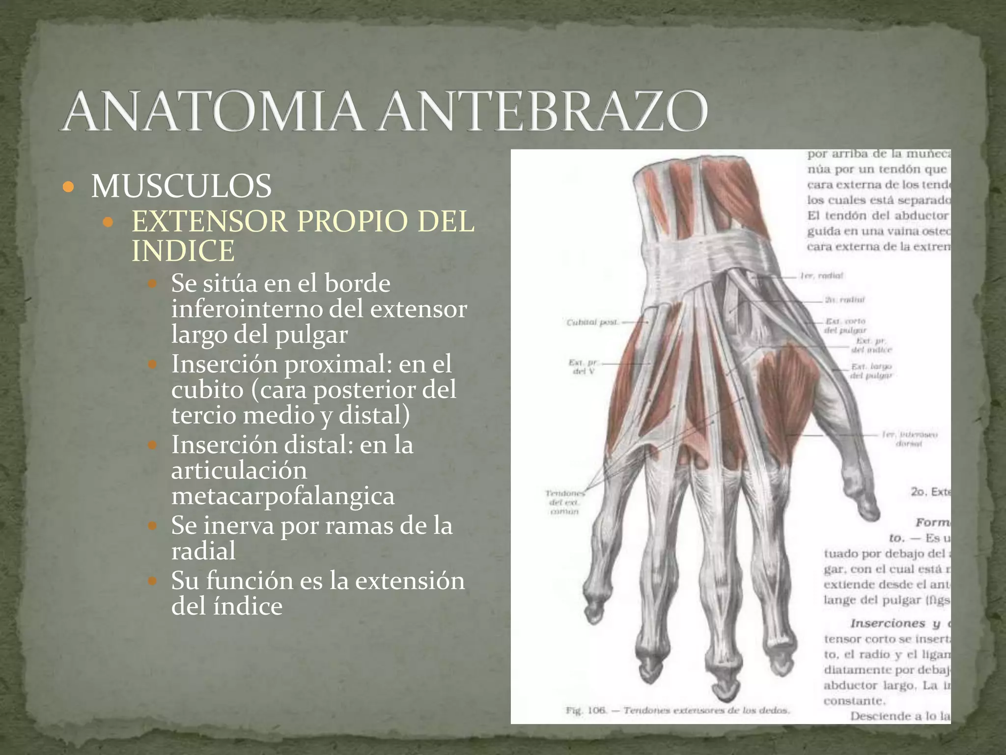 Anatomia de antebrazo | PPT