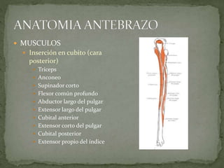  MUSCULOS 
 Inserción en cubito (cara 
posterior) 
 Tríceps 
 Anconeo 
 Supinador corto 
 Flexor común profundo 
 Abductor largo del pulgar 
 Extensor largo del pulgar 
 Cubital anterior 
 Extensor corto del pulgar 
 Cubital posterior 
 Extensor propio del índice 
 