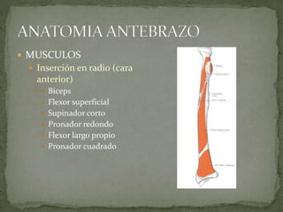  MUSCULOS 
 Inserción en radio (cara 
anterior) 
 Bíceps 
 Flexor superficial 
 Supinador corto 
 Pronador redondo 
 Flexor largo propio 
 Pronador cuadrado 
 