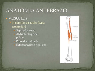  MUSCULOS 
 Inserción en radio (cara 
posterior) 
 Supinador corto 
 Abductor largo del 
pulgar 
 Pronador redondo 
 Extensor corto del pulgar 
 