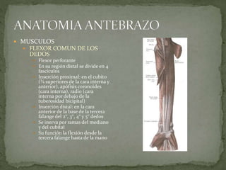  MUSCULOS 
 FLEXOR COMUN DE LOS 
DEDOS 
 Flexor perforante 
 En su región distal se divide en 4 
fascículos 
 Inserción proximal: en el cubito 
(¾ superiores de la cara interna y 
anterior), apófisis coronoides 
(cara interna), radio (cara 
interna por debajo de la 
tuberosidad bicipital) 
 Inserción distal: en la cara 
anterior de la base de la tercera 
falange del 2°, 3°, 4° y 5° dedos 
 Se inerva por ramas del mediano 
y del cubital 
 Su función la flexión desde la 
tercera falange hasta de la mano 
 