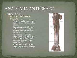 MUSCULOS 
 FLEXOR LARGO DEL 
PULGAR 
 Se sitúa en el mismo plano 
que el flexor común de los 
dedos 
 Inserción proximal: en el 
radio (cara anterior) y en la 
apófisis coronoides (cara 
externa) 
 Inserción distal: en la 
segunda falange del pulgar 
(cara anterior de la base) 
 Se inerva por ramas del 
mediano 
 Su función la flexión de la 
segunda y primera falange 
 