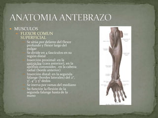  MUSCULOS 
 FLEXOR COMUN 
SUPERFICIAL 
 Se sitúa por delante del flexor 
profundo y flexor largo del 
pulgar 
 Se divide en 4 fascículos en su 
región distal 
 Inserción proximal: en la 
epitróclea (cara anterior), en la 
apófisis coronoides , en la cabeza 
radial (borde anterior) 
 Inserción distal: en la segunda 
falange (bordes laterales) del 2°, 
3°, 4° y 5° dedos 
 Se inerva por ramas del mediano 
 Su función la flexión de la 
segunda falange hasta de la 
mano 
 