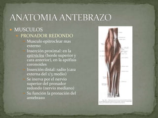  MUSCULOS 
 PRONADOR REDONDO 
 Musculo epitroclear mas 
externo 
 Inserción proximal: en la 
epitróclea (borde superior y 
cara anterior), en la apófisis 
coronoides 
 Inserción distal: radio (cara 
externa del 1/3 medio) 
 Se inerva por el nervio 
superior del pronador 
redondo (nervio mediano) 
 Su función la pronación del 
antebrazo 
 