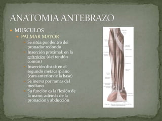  MUSCULOS 
 PALMAR MAYOR 
 Se sitúa por dentro del 
pronador redondo 
 Inserción proximal: en la 
epitróclea (del tendón 
común) 
 Inserción distal: en el 
segundo metacarpiano 
(cara anterior de la base) 
 Se inerva por ramas del 
mediano 
 Su función es la flexión de 
la mano, además de la 
pronación y abducción 
 