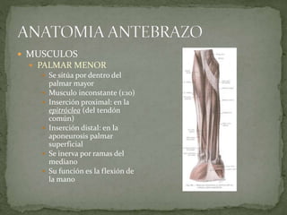  MUSCULOS 
 PALMAR MENOR 
 Se sitúa por dentro del 
palmar mayor 
 Musculo inconstante (1:10) 
 Inserción proximal: en la 
epitróclea (del tendón 
común) 
 Inserción distal: en la 
aponeurosis palmar 
superficial 
 Se inerva por ramas del 
mediano 
 Su función es la flexión de 
la mano 
 
