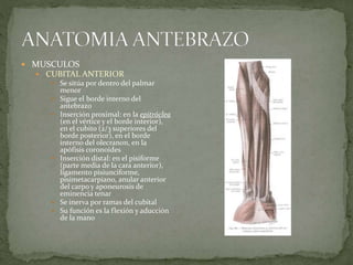  MUSCULOS 
 CUBITAL ANTERIOR 
 Se sitúa por dentro del palmar 
menor 
 Sigue el borde interno del 
antebrazo 
 Inserción proximal: en la epitróclea 
(en el vértice y el borde interior), 
en el cubito (2/3 superiores del 
borde posterior), en el borde 
interno del olecranon, en la 
apófisis coronoides 
 Inserción distal: en el pisiforme 
(parte media de la cara anterior), 
ligamento pisiunciforme, 
pisimetacarpiano, anular anterior 
del carpo y aponeurosis de 
eminencia tenar 
 Se inerva por ramas del cubital 
 Su función es la flexión y aducción 
de la mano 
 