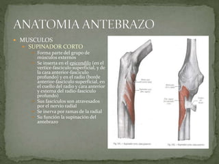  MUSCULOS 
 SUPINADOR CORTO 
 Forma parte del grupo de 
músculos externos 
 Se inserta en el epicondilo (en el 
vertice-fasciculo superficial, y de 
la cara anterior-fasciculo 
profundo) y en el radio (borde 
anterior-fasciculo superficial, en 
el cuello del radio y cara anterior 
y externa del radio-fasciculo 
profundo) 
 Sus fascículos son atravesados 
por el nervio radial 
 Se inerva por ramas de la radial 
 Su función la supinación del 
antebrazo 
 