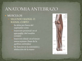 MUSCULOS 
 SEGUNDO RADIAL O 
RADIAL CORTO 
 Se sitúa por fuera del 
supinador corto 
 Inserción proximal: en el 
epicondilo (del tendón 
común) 
 Inserción distal: en el tercer 
metacarpiano (base de la 
apófisis estiloides) 
 Su función es la extensión y 
abducción de la mano 
 