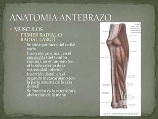  MUSCULOS 
 PRIMER RADIAL O 
RADIAL LARGO 
 Se sitúa por fuera del radial 
corto 
 Inserción proximal: en el 
epicondilo (del tendón 
común), en el humero (en 
el borde externo de la 
extremidad inferior) 
 Inserción distal: en el 
segundo metacarpiano (en 
la parte externa de la cara 
dorsal) 
 Su función es la extensión y 
abducción de la mano 
 