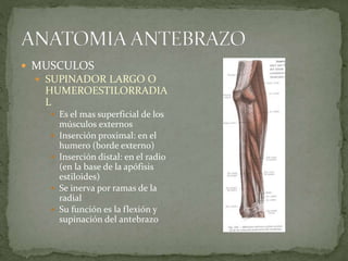  MUSCULOS 
 SUPINADOR LARGO O 
HUMEROESTILORRADIA 
L 
 Es el mas superficial de los 
músculos externos 
 Inserción proximal: en el 
humero (borde externo) 
 Inserción distal: en el radio 
(en la base de la apófisis 
estiloides) 
 Se inerva por ramas de la 
radial 
 Su función es la flexión y 
supinación del antebrazo 
 