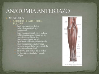  MUSCULOS 
 ABDUCTOR LARGO DEL 
PULGAR 
 Es el mas externo de los 
músculos profundos y 
posteriores 
 Inserción proximal: en el radio y 
cubito (caras posteriores, en la 
parte intermedia de las 
inserciones óseas, en el 
ligamento oblicuo radiocubital) 
 Inserción distal: en el primer 
metacarpiano (lado externo de la 
extremidad superior) 
 Se inerva por ramas de la radial 
 Su función es la abducción del 
pulgar 
 