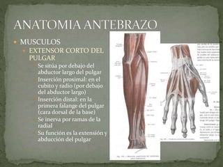  MUSCULOS 
 EXTENSOR CORTO DEL 
PULGAR 
 Se sitúa por debajo del 
abductor largo del pulgar 
 Inserción proximal: en el 
cubito y radio (por debajo 
del abductor largo) 
 Inserción distal: en la 
primera falange del pulgar 
(cara dorsal de la base) 
 Se inerva por ramas de la 
radial 
 Su función es la extensión y 
abducción del pulgar 
 