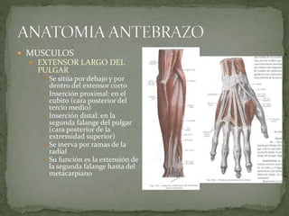  MUSCULOS 
 EXTENSOR LARGO DEL 
PULGAR 
 Se sitúa por debajo y por 
dentro del extensor corto 
 Inserción proximal: en el 
cubito (cara posterior del 
tercio medio) 
 Inserción distal: en la 
segunda falange del pulgar 
(cara posterior de la 
extremidad superior) 
 Se inerva por ramas de la 
radial 
 Su función es la extensión de 
la segunda falange hasta del 
metacarpiano 
 