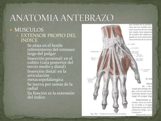  MUSCULOS 
 EXTENSOR PROPIO DEL 
INDICE 
 Se sitúa en el borde 
inferointerno del extensor 
largo del pulgar 
 Inserción proximal: en el 
cubito (cara posterior del 
tercio medio y distal) 
 Inserción distal: en la 
articulación 
metacarpofalangica 
 Se inerva por ramas de la 
radial 
 Su función es la extensión 
del índice 
 