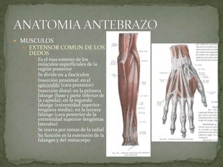  MUSCULOS 
 EXTENSOR COMUN DE LOS 
DEDOS 
 Es el mas externo de los 
músculos superficiales de la 
región posterior 
 Se divide en 4 fascículos 
 Inserción proximal: en el 
epicondilo (cara posterior) 
 Inserción distal: en la primera 
falange (base y parte inferior de 
la capsula), en la segunda 
falange (extremidad superior-lengüeta 
media), en la tercera 
falange (cara posterior de la 
extremidad superior-lengüetas 
laterales) 
 Se inerva por ramas de la radial 
 Su función es la extensión de la 
falanges y del metacarpo 
 