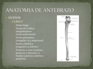  HUESOS 
 CUBITO 
 Hueso largo 
 Forma de S itálica 
alargada(plano 
verticotransversal) 
 Forma prismática 
triangular (3/4 superiores) 
 Forma cilíndrica 
irregular(1/4 inferior) 
 Presenta 3 caras (anterior, 
posterior e interna) y 3 
bordes (anterior, externo y 
posterior) 
 