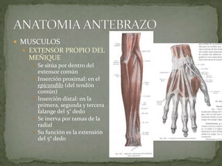  MUSCULOS 
 EXTENSOR PROPIO DEL 
MEÑIQUE 
 Se sitúa por dentro del 
extensor común 
 Inserción proximal: en el 
epicondilo (del tendón 
común) 
 Inserción distal: en la 
primera, segunda y tercera 
falange del 5° dedo 
 Se inerva por ramas de la 
radial 
 Su función es la extensión 
del 5° dedo 
 