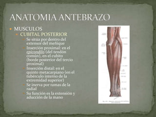  MUSCULOS 
 CUBITAL POSTERIOR 
 Se sitúa por dentro del 
extensor del meñique 
 Inserción proximal: en el 
epicondilo (del tendón 
común), en el cubito 
(borde posterior del tercio 
proximal) 
 Inserción distal: en el 
quinto metacarpiano (en el 
tubérculo interno de la 
extremidad superior) 
 Se inerva por ramas de la 
radial 
 Su función es la extensión y 
aducción de la mano 
 