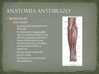  MUSCULOS 
 ANCONEO 
 Se sitúa en la cara posterior 
del codo 
 Se inserta en el epicondilo 
(por un tendón propio en el 
vértice y la parte posterior) 
hasta el olecranon (cara 
lateral externa), y el cubito 
(cara posterior del 1/3 
superior) 
 Se inerva por ramas del 
nervio radial 
 Su función es la extensión 
del antebrazo 
 