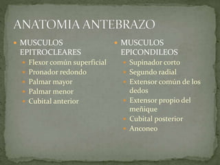  MUSCULOS 
EPITROCLEARES 
 Flexor común superficial 
 Pronador redondo 
 Palmar mayor 
 Palmar menor 
 Cubital anterior 
 MUSCULOS 
EPICONDILEOS 
 Supinador corto 
 Segundo radial 
 Extensor común de los 
dedos 
 Extensor propio del 
meñique 
 Cubital posterior 
 Anconeo 
 