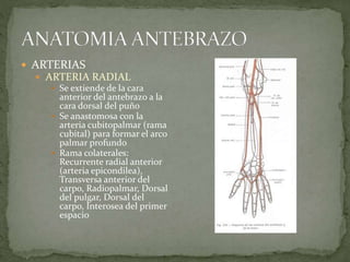  ARTERIAS 
 ARTERIA RADIAL 
 Se extiende de la cara 
anterior del antebrazo a la 
cara dorsal del puño 
 Se anastomosa con la 
arteria cubitopalmar (rama 
cubital) para formar el arco 
palmar profundo 
 Rama colaterales: 
Recurrente radial anterior 
(arteria epicondilea), 
Transversa anterior del 
carpo, Radiopalmar, Dorsal 
del pulgar, Dorsal del 
carpo, Interosea del primer 
espacio 
 