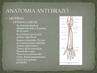  ARTERIAS 
 ARTERIA CUBITAL 
 Se extiende desde el 
pliegue del codo a la palma 
de la mano 
 Se continua con el arco 
palmar superficial 
 Ramas colaterales: Tronco 
de la recurrentes cubitales 
(arteria epitroclear), 
Tronco de la interoseas, 
Dorsal del carpo, 
Transversa anterior del 
carpo, Rama anastomotica 
con el arco palmar 
profundo 
 