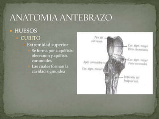  HUESOS 
 CUBITO 
 Extremidad superior 
 Se forma por 2 apófisis: 
olecranon y apófisis 
coronoides 
 Las cuales forman la 
cavidad sigmoidea 
 