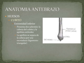  HUESOS 
 CUBITO 
 Extremidad inferior 
 Presenta dos salientes: la 
cabeza del cubito y la 
apófisis estiloides 
 La apófisis se separa de 
la cabeza por una 
escotadura (ligamento 
triangular) 
 