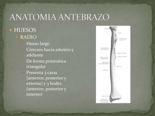  HUESOS 
 RADIO 
 Hueso largo 
 Cóncavo hacia adentro y 
adelante 
 De forma prismática 
triangular 
 Presenta 3 caras 
(anterior, posterior y 
externa) y 3 bodes 
(anterior, posterior y 
interno) 
 