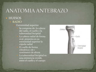  HUESOS 
 RADIO 
 Extremidad superior 
 Se compone de: la cabeza 
del radio, el cuello y la 
tuberosidad bicipital 
 La cabeza radial de forma 
oval, presenta en su 
extremidad superior la 
cúpula radial 
 El cuello de forma 
cilíndrica y de 1 
centímetro de altura 
 La tuberosidad bicipital es 
una eminencia ovoide, 
entre el cuello y el cuerpo 
 