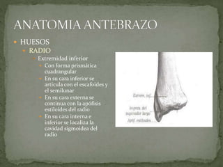  HUESOS 
 RADIO 
 Extremidad inferior 
 Con forma prismática 
cuadrangular 
 En su cara inferior se 
articula con el escafoides y 
el semilunar 
 En su cara externa se 
continua con la apófisis 
estiloides del radio 
 En su cara interna e 
inferior se localiza la 
cavidad sigmoidea del 
radio 
 