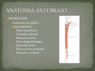  MUSCULOS 
 Inserción en cubito 
(cara anterior): 
 Flexor superficial 
 Pronador redondo 
 Braquial anterior 
 Flexor largo del pulgar 
 Supinador corto 
 Flexor común profundo 
 Pronador cuadrado 
 
