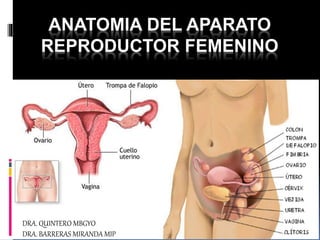 ANATOMIA DEL APARATO
REPRODUCTOR FEMENINO
DRA. QUINTERO MBGYO
DRA. BARRERAS MIRANDA MIP
 