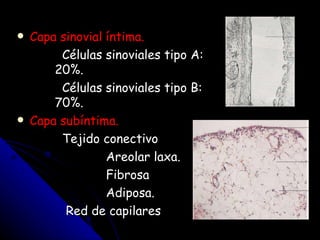 Anatomia de atm | PPT