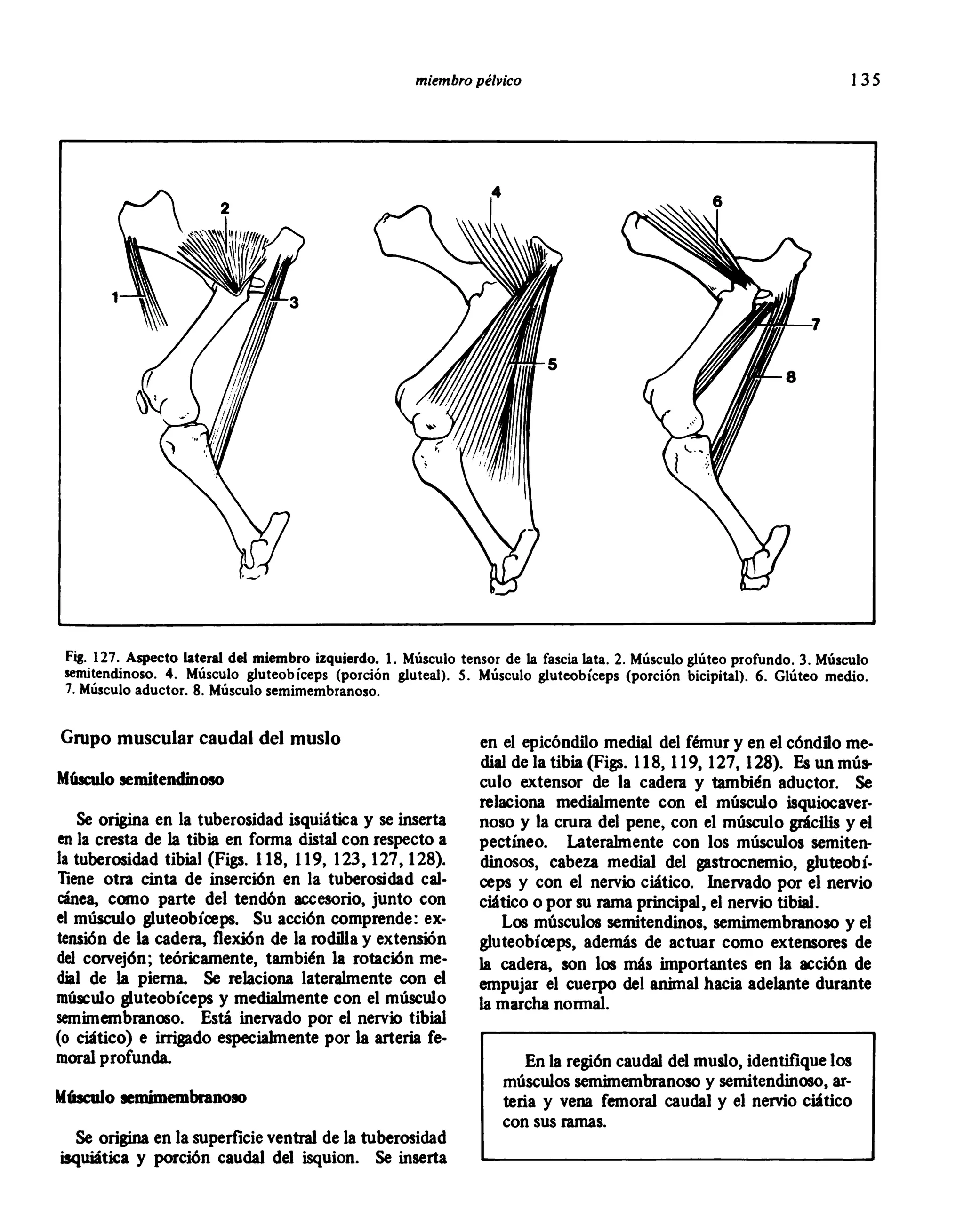 anatomia de bovinos.PDF