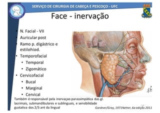 Face	- inervação
• N.	Facial	- VII
• Auricular	post
• Ramo	p.	digástrico	e	
estilohiod.
• Temporofacial
• Temporal
• Zigomático
• Cervicofacial
• Bucal
• Marginal
• Cervical
13
Também	é	responsável	pela	inervaçao	parassimpática	das	gl.	
lacrimais,	submandibulares	e	sublinguais,	e	sensibilidade	
gustativa	dos	2/3	ant	da	lingual Netter,	6a	edição	2011Gardner/Gray,	1971
 