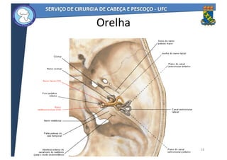 16
Orelha
 