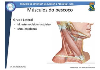 • Grupo	Lateral	
• M.	esternocleidomastoideo
• Mm.	escalenos
41
Músculos	do	pescoço
Netter,	6a	edição	2011Gardner/Gray,	1971Dr.	Jônatas	Catunda
 