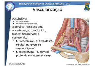 Vascularização
• A.	subclávia
• esq	- arco	aórtico
• dir	- tronco	braquiocefalico
• 3	porções	- escaleno	ant.
• a.	vertebral,	a.	toracica	int.,	
troncos	tireocervical	e	
costocervical
• t.	tireocervical	- a.	tireóide	inf.,	
cervical	transversa	e	
supraescapular
• t.	costocervical	- a.	cervical	
profunda	e	a.intercostal	sup.
45
Netter,	6a	edição	2011Gardner/Gray,	1971Dr.	Jônatas	Catunda
 