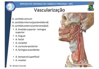 • A.	carótida	comum
• A.	carótida	interna	(posterolateral)
• A.	carótida	externa	(anteromedial)
• A.	tireóide	superior	-laríngea	
superior
• A.	lingual	
• A.	facial
• A.	occipital	
• A.	auricular	posterior
• A.	faringea	ascendente
• A.	temporal	superficial
• A.	maxilar
47
Vascularização
Netter,	6a	edição	2011Dr.	Jônatas	Catunda
 